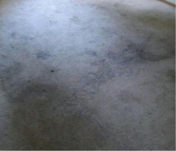 dirty tan carpet